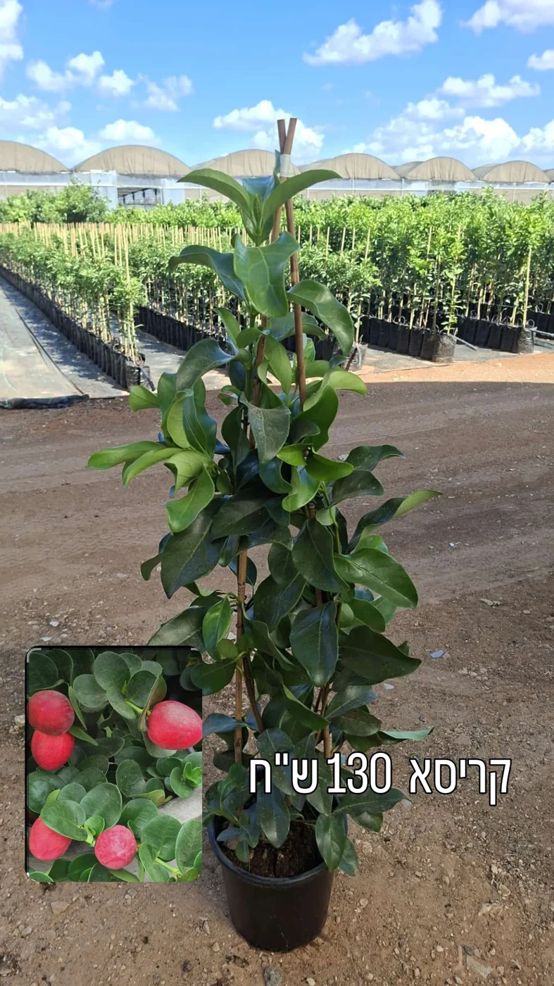 קריסה — תמונת השתיל