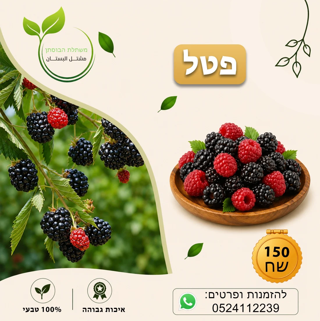 פטל — תמונת פרי להמחשה