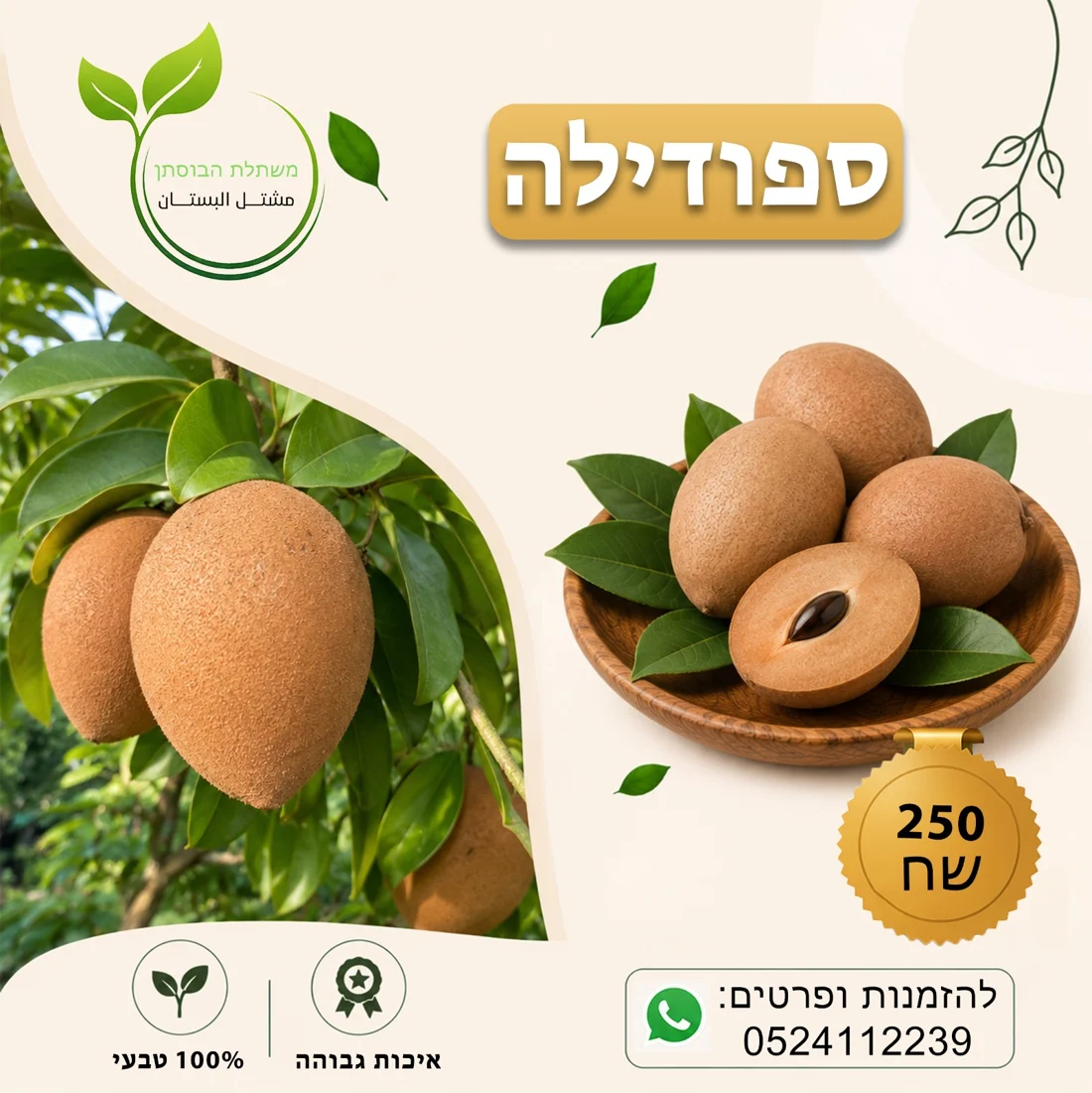 ספודילה — תמונת פרי להמחשה