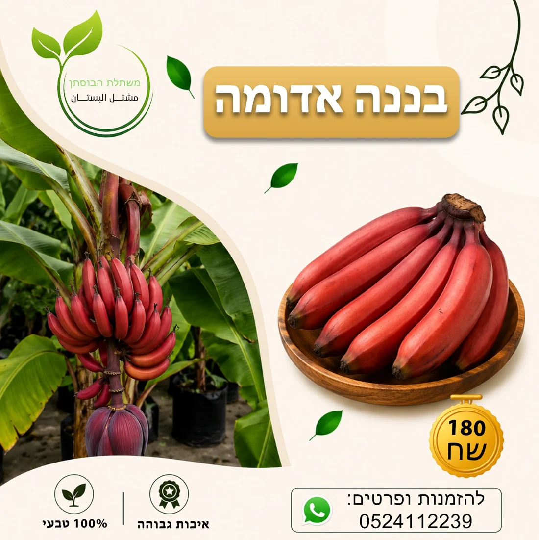בננה אדומה — תמונת פרי להמחשה