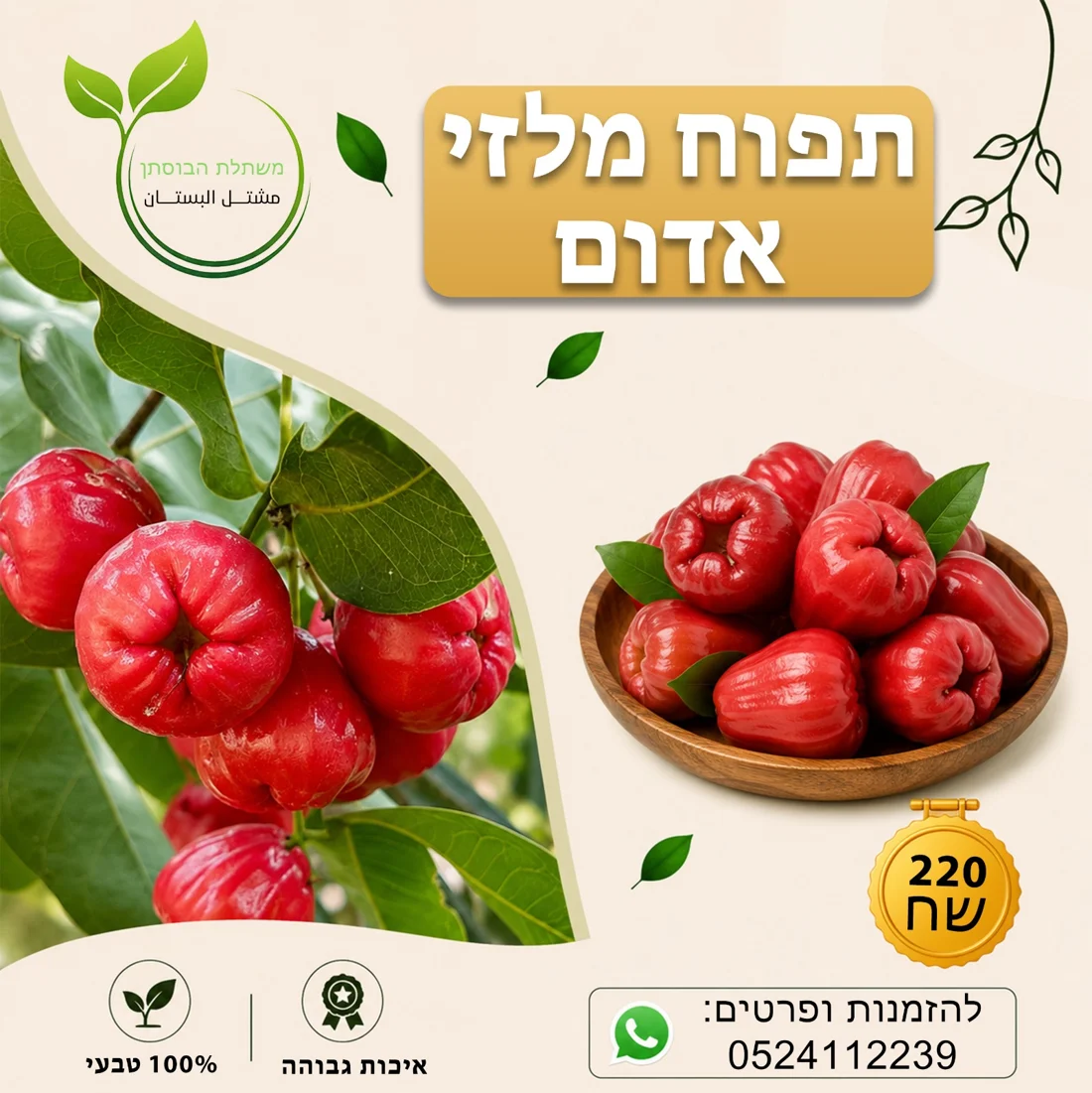 תפוח מלזי אדום — תמונת פרי להמחשה
