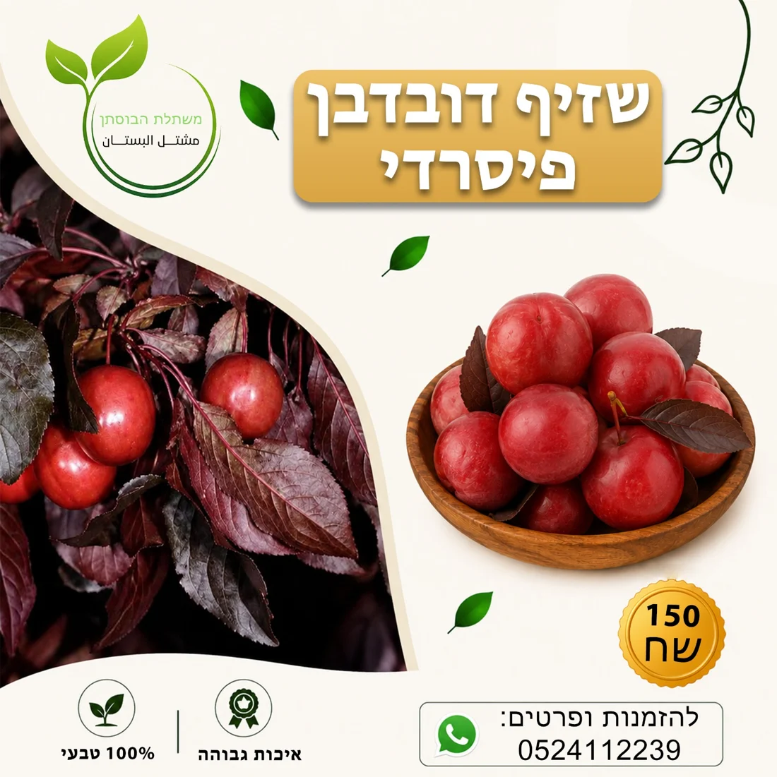 שזיף דובדבן פיסרדי — תמונת פרי להמחשה